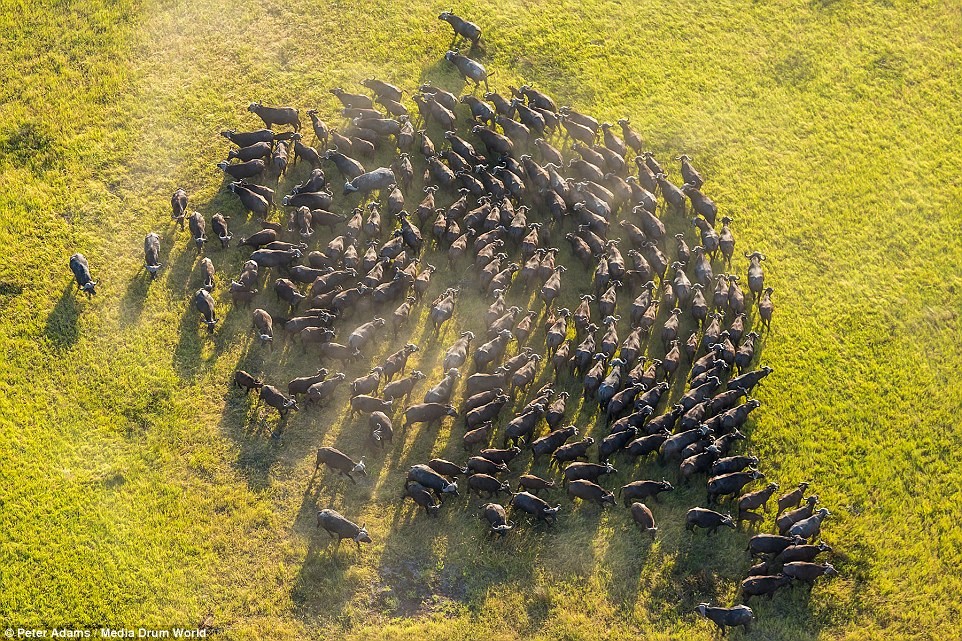 Cuộc sống của  động vật hoang dã tại vùng đầm lầy Okavango Delta, Botswana nhìn từ trên cao vô cùng ấn tượng. Nhiếp ảnh gia Peter Adams chụp cảnh tượng đàn trâu chạy thành hình tròn trên đồng cỏ xanh mướt.