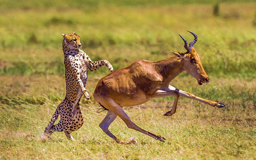 Báo đói truy sát linh dương trên đồng cỏ trong khu bảo tồn Masai Mara, Kenya được xem là ảnh động vật đẹp nhất tuần.