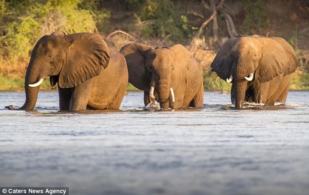 Đàn voi bắt đầu vượt qua sông Zambezi để sang khu trồng chuối ở bên kia bờ nhưng không ngờ phải đối mặt những con  hà mã hung dữ.