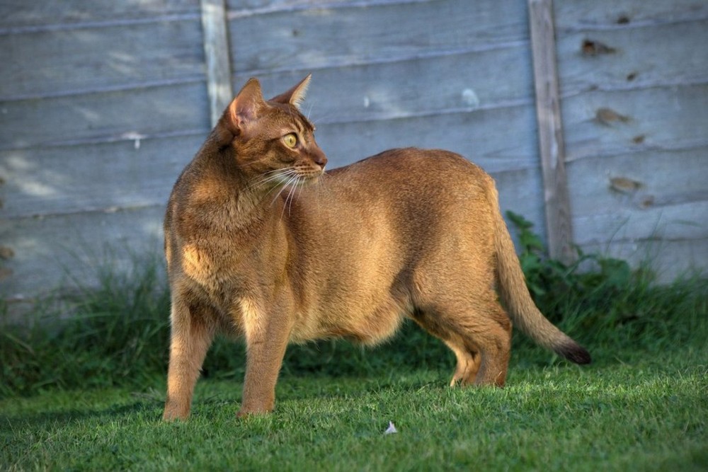 Abyssinian là một giống mèo nhà lông ngắn với dấu hiệu đặc biệt là lớp lông có vằn, trong đó mỗi cá thể loài mèo có một màu khác nhau.  Giống mèo lạ lùng này có nguồn gốc từ Ethiopia, nhưng hiện được nuôi tại nhiều nước khác.