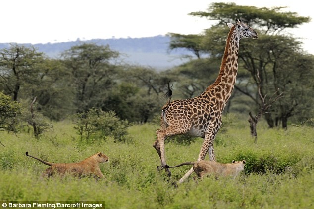 Trong khi quan sát và chụp ảnh sư tử trong vườn quốc gia Serengeti ở Tanzania, nhiếp ảnh gia Barbara Fleming đã vô tình thấy ba con sư tử đói truy đuổi một con  hươu cao cổ. (Nguồn: Daily Mail)