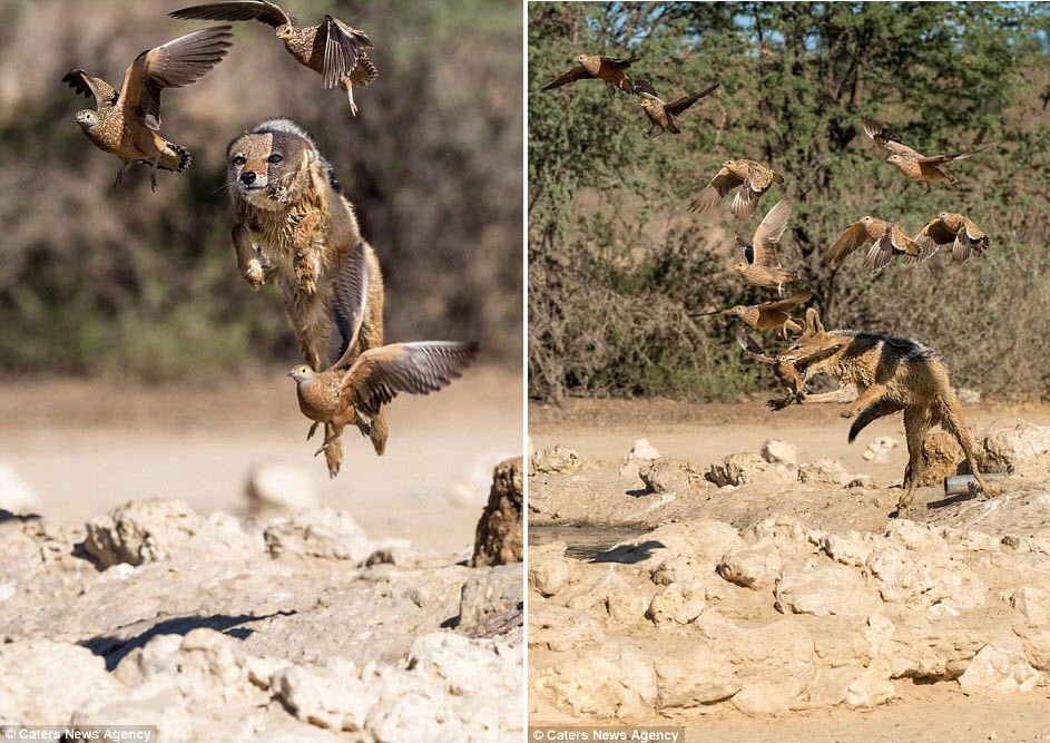 Trong khi khám phá công viên động vật hoang dã Kgalagadi, nhiếp ảnh gia Annette Laursen đến từ Đan Mạch ghi lại cảnh tượng  chó rừng săn gà cát ngoạn mục. (Nguồn: Daily Mail)