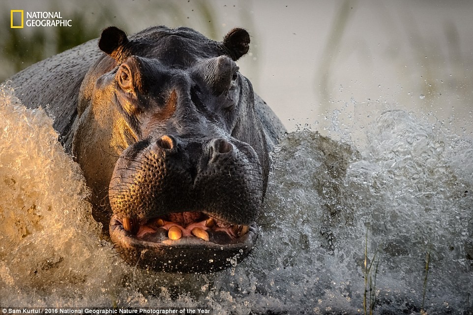 Hà mã hung dữ lao tới định tấn công tàu chở du khách trên sông Chobe ở Botswana. (Ảnh: Sam Kurtul)