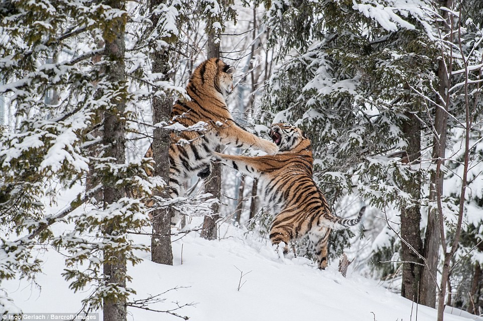 Nhiếp ảnh gia Ingo Gerlach đã tình cờ phát hiện hai con hổ Siberia đực quyết chiến để tranh giành bạn tình trong vườn quốc gia Orsa-Björn ở Thụy Điển.