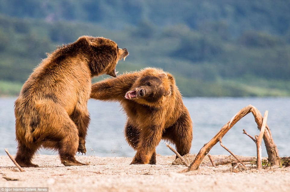 Cuộc quyết chiến ác liệt giữa hai con  gấu nâu diễn ra trên bờ hồ Kurilskoe tại vùng Kamchatka ở Nga.