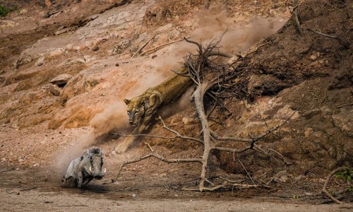 Ảnh động vật: Sư tư truy sát lợn lòi, tắc kè phóng lưỡi...