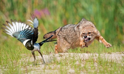 Ảnh động vật: Chó rừng truy đuổi chim ác lá trên đồng 