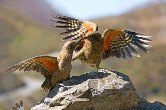 Cặp vẹt kea tình tứ với nhau trên một tảng đá tại đèo Arthur ở New Zealand. (Nguồn Guardian)