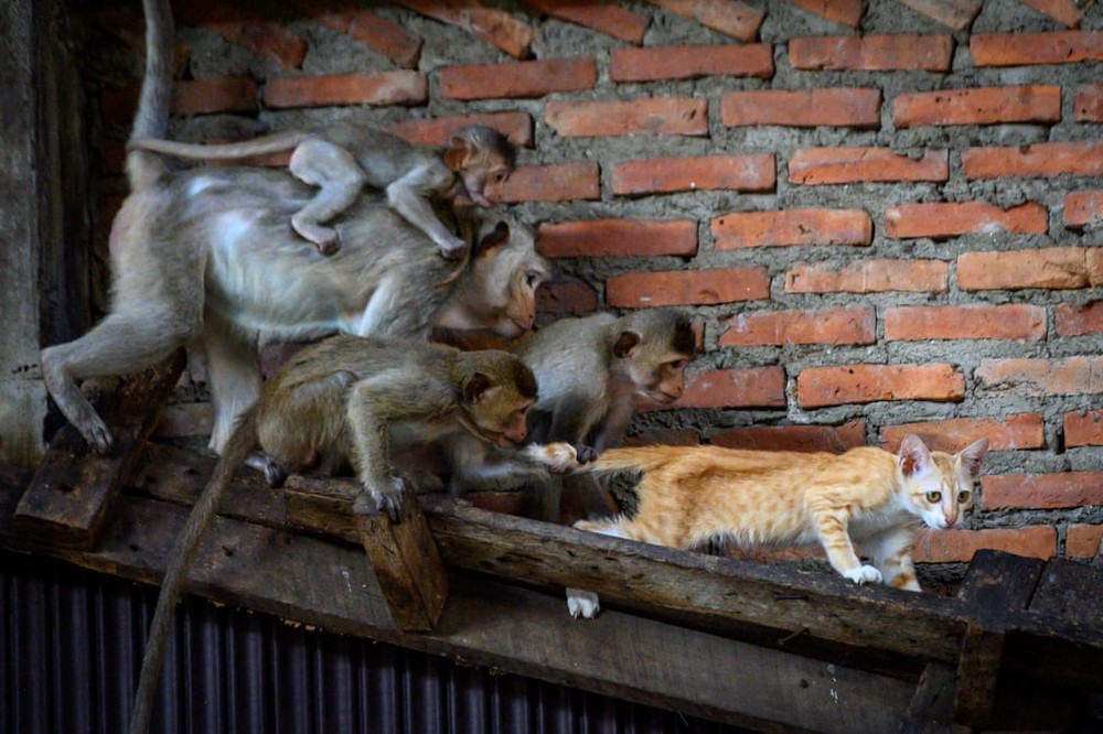 Đàn khỉ đuôi dài đuổi bắt mèo trong một tòa nhà bỏ hoang ở thành phố Bangkok, Thái Lan. (Nguồn Guardian)