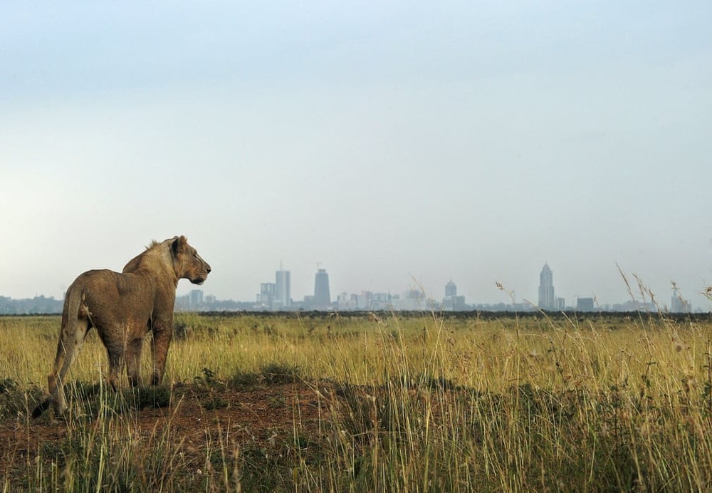 Chú sư tử nhìn về phía chân trời trong vườn quốc gia Nairobi ở Kenya. (Nguồn Guardian)