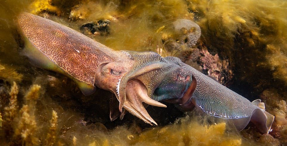 Cặp mực hôn nhau dưới đáy biển ở ngoài khơi thành phố Whyalla, Australia. (Nguồn Guardian)