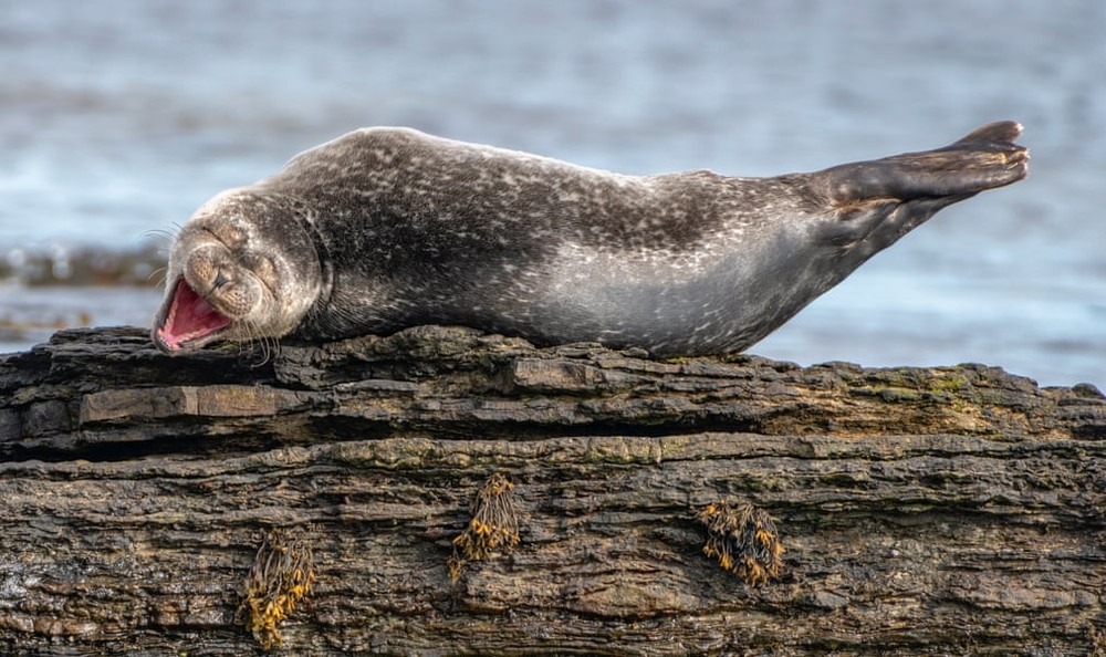 Hải cẩu nằm cười tít mắt trên một tảng đá ở Caithness, Scotland. (Nguồn Guardian)