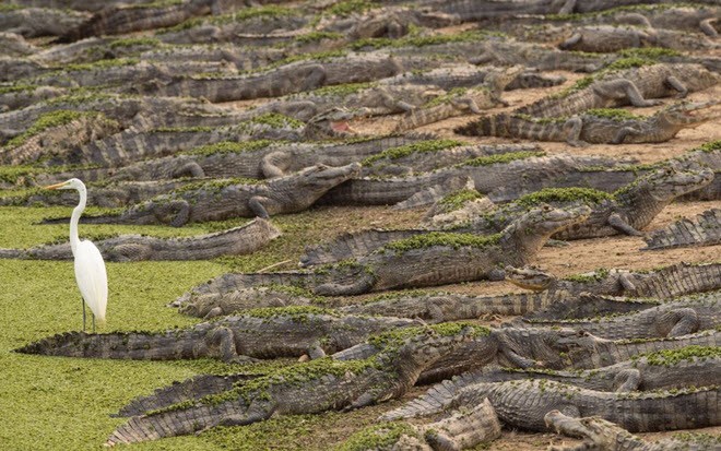 Cá sấu và chim diệc bạch nghỉ ngơi trên bờ sông Bento Gomes tại vùng đầm lầy Pantanal ở bang Mato Grosso, Brazil. (Nguồn Guardian)