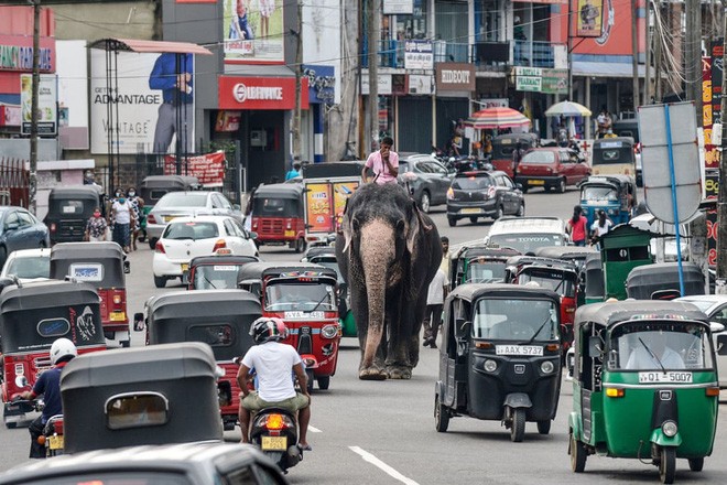 Quản tượng cưỡi voi trên đường phố đông đúc ở thành phố Colombo, Sri Lanka. (Nguồn Guardian)