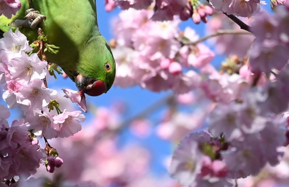 Chim vẹt ăn hoa anh đào trong công viên St. James's Park ở thành phố London, Anh. (Nguồn Guardian)