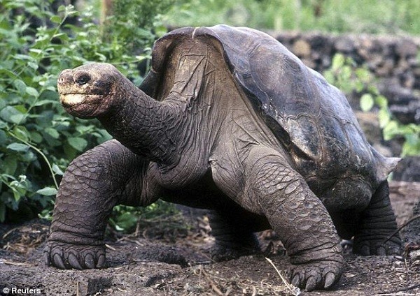 Chú rùa Pinta ở đảo Galapagos có tên George là một trong những con vật cô đơn nhất thế giới. Số lượng loài rùa này bị sụt giảm đáng kể chỉ còn một mình George, sau đó được chuyển về Trung tâm nghiên cứu Charles Darwin để bảo tồn và nhân giống.