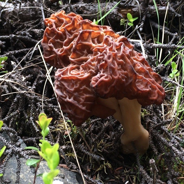 Nấm False Morel, tên khoa học là Gyromitra esculenta từng là món ăn quen thuộc ở Bắc Âu trong nhiều thế kỷ cho đến khi y học phát hiện ra một loại chất cực độc, có thể gây chết người trong thành phần của loại nấm này.