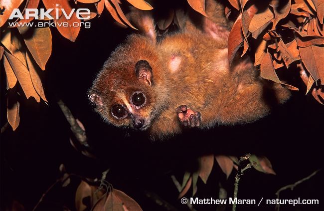 Cu li lùn, hay cu li nhỏ (Nycticebus pygmaeus) là một loài linh trưởng độc đáo thuộc phân họ cu li chỉ xuất hiện tại các khu rừng ở Việt Nam, Lào và Campuchia.