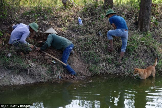 Thợ săn chuột đặt bẫy trong một chuyến săn chuột ở Hoài Đức, Hà Nội.