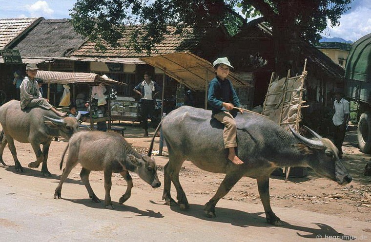 Những đứa trẻ cưỡi trâu ở thị trấn Điện Biên Phủ.