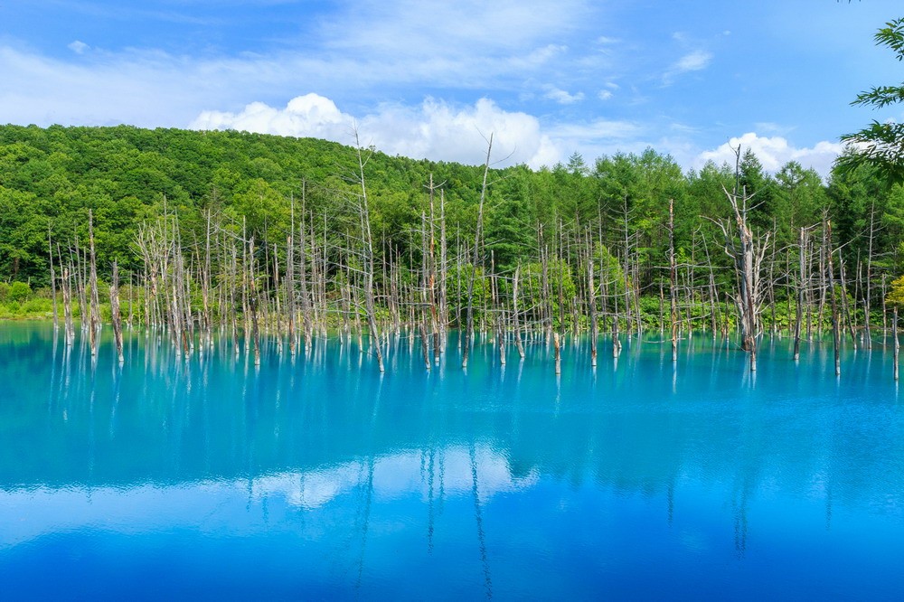  Với màu nước xanh biếc kỳ lạ, hồ Xanh nằm ở Đông Nam thị trấn Biei, Hokkaido là một thắng cảnh thu hút rất nhiều khách du lịch ở Nhật Bản.