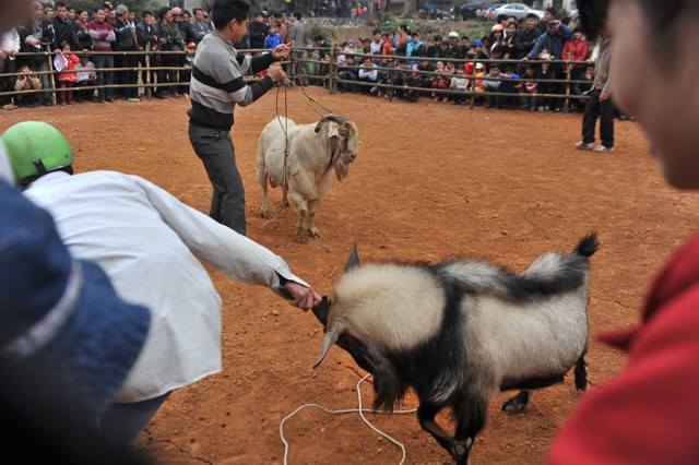 Cứ mỗi độ xuân về, ở  các huyện Hoàng Su Phì, Đồng Văn, mèo Vạc của tỉnh Hà Giang lại tổ chức các  hội chọi dê, tạo ra những sân chơi vô cùng thú vị cho đồng bào miền núi.