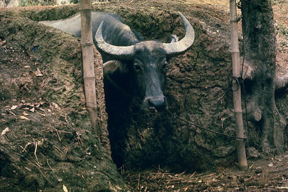 Trâu được buộc trong hầm tránh bom ở nông thôn miền Bắc, 1967. Hình ảnh do nhà báo Mỹ Lee Lockwood ghi lại.