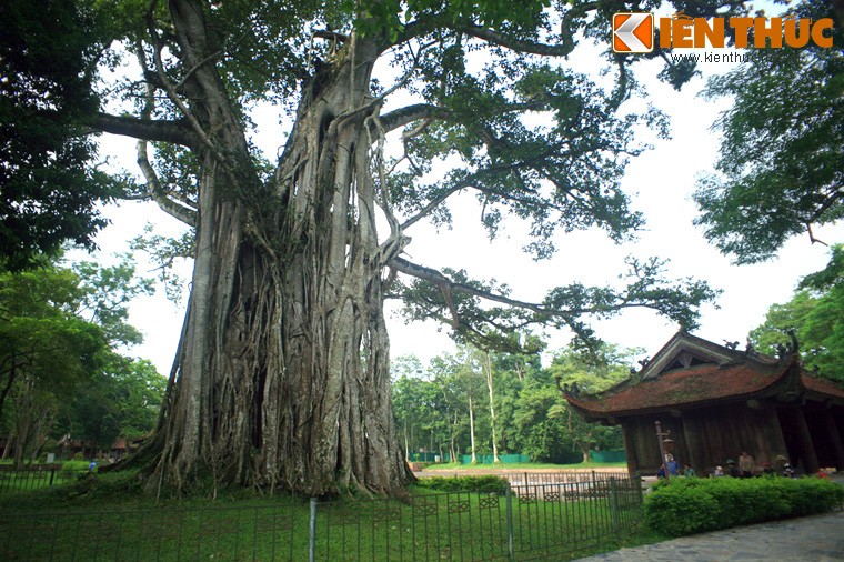 Trong khuôn viên  Cố đô Lam Kinh - khu thờ tự được xây dựng nơi phát tích của nhà Hậu Lê ở Thanh Hóa - có một cây đa 300 tuổi, được người dân gọi là cây đa Lam Kinh. Cây cao chừng 20 mét, gốc cây có đường kính lớn, gần chục người ôm không xuể.