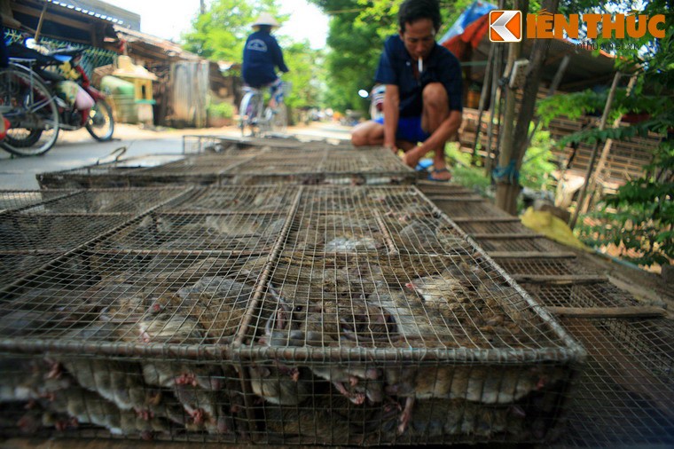 Từ nhiều năm nay,  làng chuột Phù Dật (ấp Bình Chiến, xã Bình Long, huyện Châu Phú, tỉnh An Giang) đã được biết đến như một trung tâm trao đổi mua bán, giết mổ chuột lớn nhất miền Tây Nam Bộ.