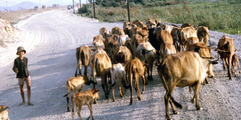 Cậu bé chăn bò trên con đường ngoại ô  Vũng Tàu năm 1968.