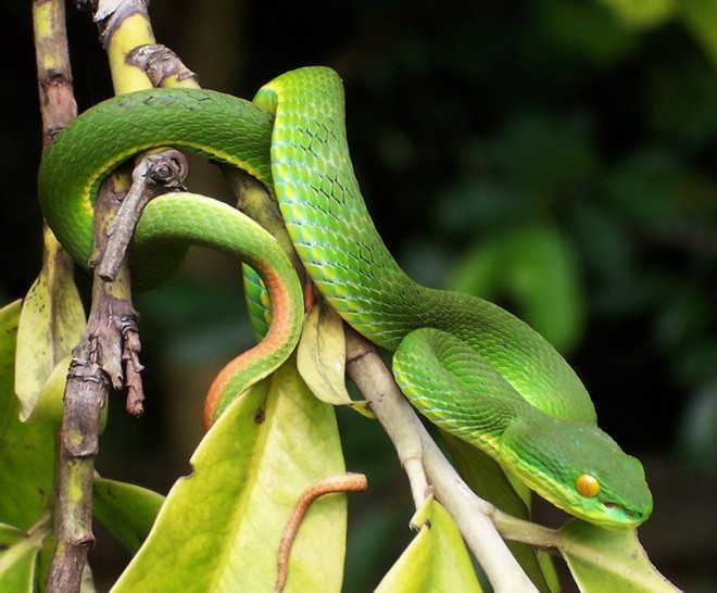  Rắn lục đuôi đỏ (Trimeresurus albolabris) là loài rắn có vảy và chiều dài thân vào khoảng 60 tới 80 cm, phân bố tại nhiều địa phương ở Việt Nam. Họ rắn lục gồm nhiều loài, nhưng rắn lục đuôi đỏ là loài duy nhất sinh sản bằng cách đẻ con, chứ không đẻ trứng. Ảnh: Wikipedia