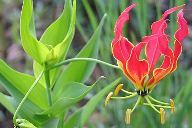  Ngót nghẻo có tên khoa học là Gloriosa superba thuộc họ hoa Bả chó (Colchicaceae) có nhiều tên gọi khác nhau như hoa Loa kèn lửa (flame lily), hoa Móng hổ (tiger claw). Ở Việt Nam, ngoài tên gọi Ngót nghẻo loài hoa này còn được biết đến với các tên như Ngoắt nghẻo, Ngọt nghẹo, Huệ lồng đèn..v.v.