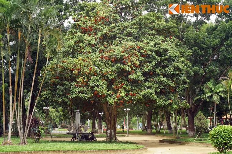 Đây là một loài cây gỗ khá lớn, gây chú ý khi nhìn từ xa với những mảng màu vàng cam rực rỡ xen lẫn lá xanh.