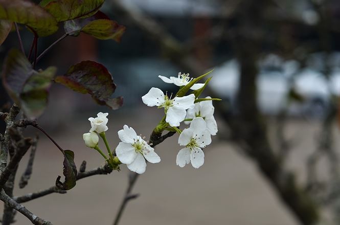  Ra Giêng, khi những cành hoa đào đã tàn, nhiều người Hà Nội lại chọn mua  hoa lê rừng về trưng bày. Ảnh: Thanh Hà.