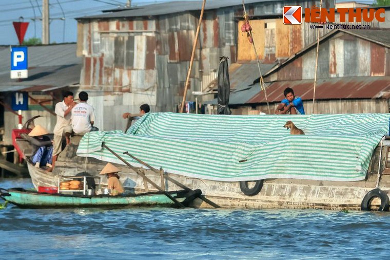 Cuộc sống trên sông nước là một nét văn hóa đặc thù ở các tỉnh miền Tây Nam Bộ. Du khách sẽ dễ dàng bắt gặp cảnh tượng thú vị về những chú chó lênh đênh trên các ghe thuyền khi khám phá miền đất này.