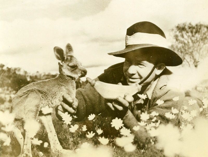 Một người lính Australia cho chú chuột túi non bú sữa trong thời  Thế chiến II. Ảnh: MacArthur Museum.