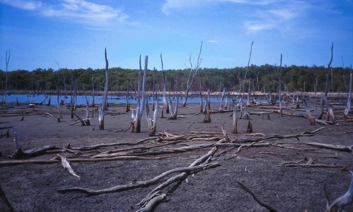 Climate Council, tổ chức phi lợi nhuận Australia được lập ra để cung cấp thông tin độc lập, xác tín về  biến đổi khí hậu, vừa cung cấp loạt ảnh cho thấy hệ sinh thái và sinh vật hoang dã ở nước này đang chịu tác hại nặng nề. Trong ảnh, hiện tượng xâm nhập mặn ở Lãnh thổ phía Bắc của Australia tăng diện tích bãi bùn và rừng ngập mặn dọc sông East Alligator lên 9 lần. Ảnh: Mike Saynor/Climate Council.