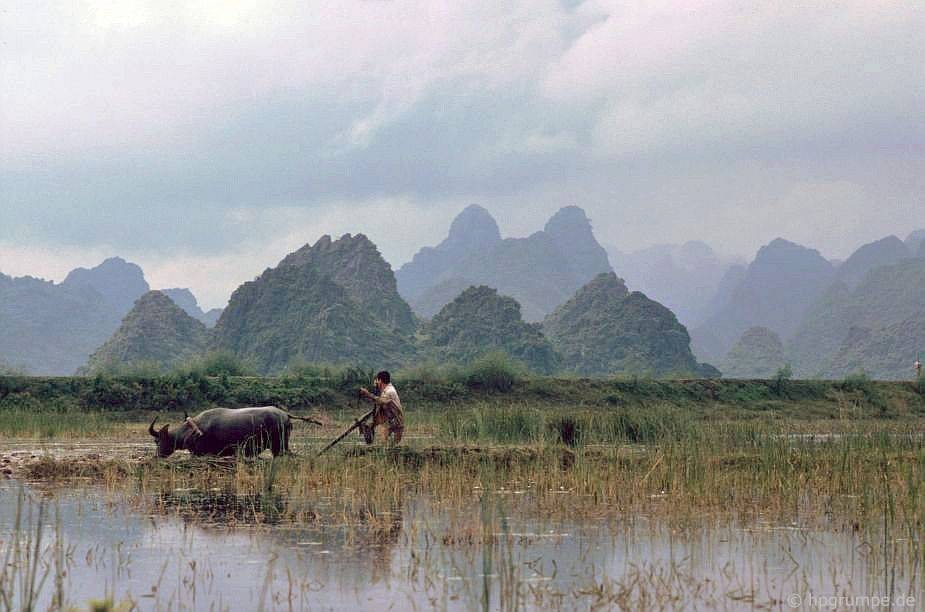 Người nông dân kéo cày bằng trâu ở khu vực chùa Hương, Hà Tây (nay là Hà Nội),  Việt Nam năm 1992. Ảnh: Hans-Peter Grumpe / Hpgrumpe.de.