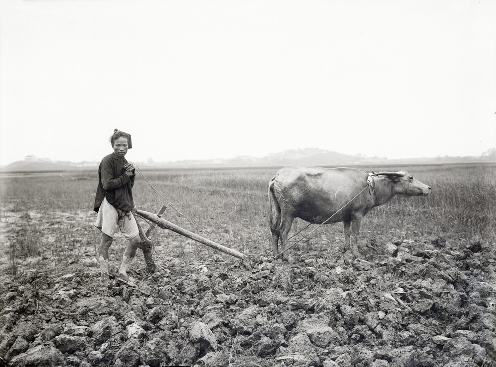 Người nông dân và con trâu trên đồng ruộng, Việt Nam khoảng năm 1900-1909.