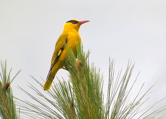 1.  Chim vàng anh mỏ cong (Oriolus tenuirostris) dài 23-26 cm, là loài chim định cư tương đối phổ biến ở Nam Trung Bộ, trước đây cũng ghi nhận tại Tây Bắc và Bắc Trung Bộ.