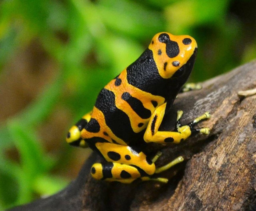  Ếch phi tiêu độc đai vàng (Dendrobates leucomelas) dài 3-4 cm, phân bố ở các khu rừng ẩm ở phía Bắc Nam Mỹ. Độc tố trên da loài ếch này có được từ những con kiến mà chúng ăn.