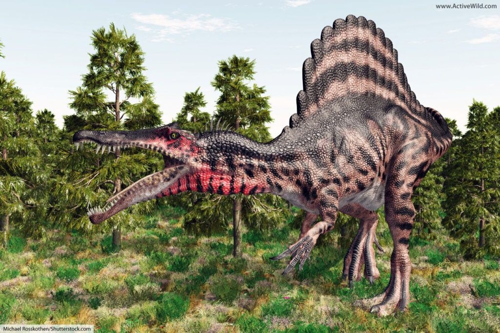 Sống vào đầu kỷ Phấn Trắng, Spinosaurus là một trong những loài  khủng long ăn thịt lớn nhất thế giới, và cũng kỳ lạ nhất thế giới.