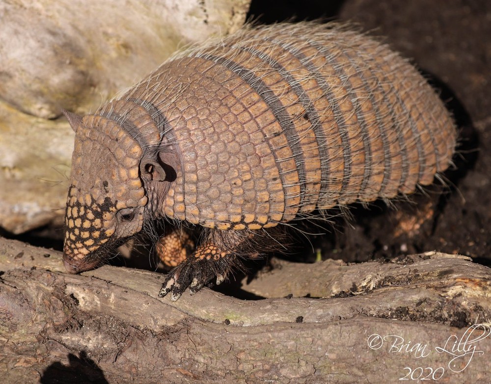 Ta tu sáu dải (Euphractus sexcintus) dài 40-49 cm, có màu vàng nâu, hoạt động về ban ngày nhiều hơn hầu hết các loài ta tu khác. Loài  thú có mai này kiếm ăn ở đồng cỏ và rừng, thức ăn chủ yếu là xác động thực vật.