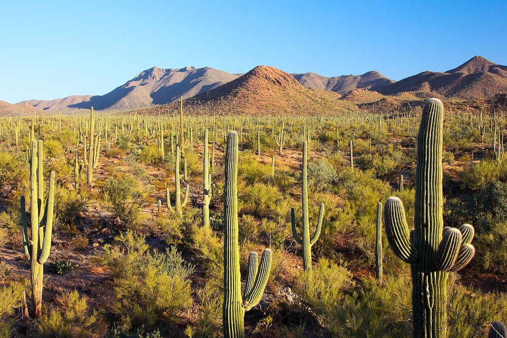  Cây xương rồng Saguaro (Carnegiea gigantea) có thể cao đến 16 mét, là loài cây tạo nên cảnh quan đặc trưng cho các sa mạc ở Mexico và Tây Nam nước Mỹ. Chúng có thể sống đến 150 năm.