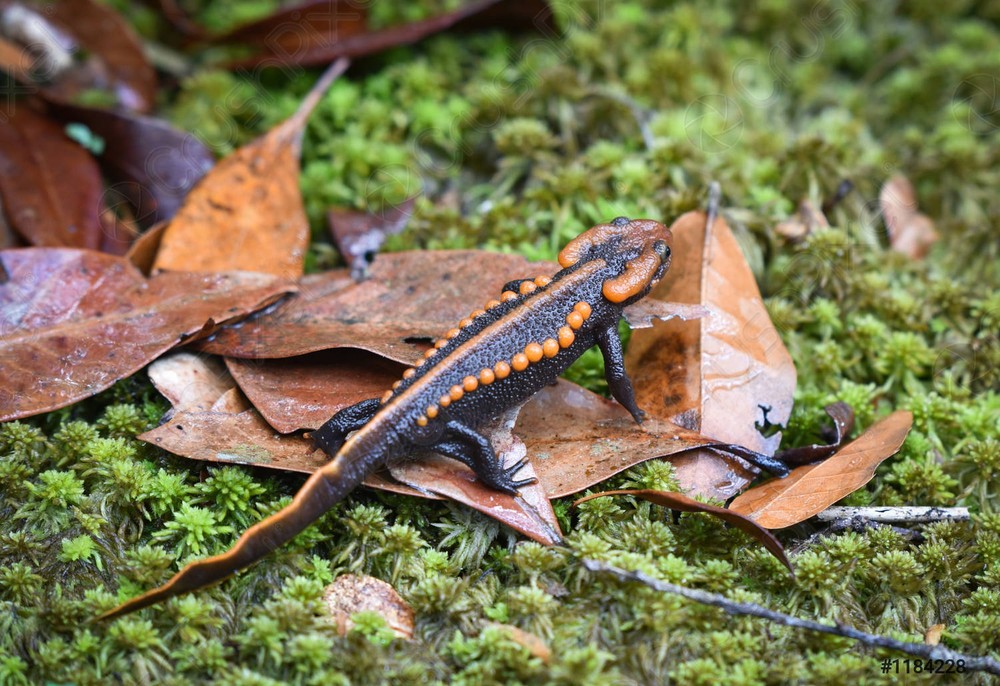 Cá cóc sần Himalaya (Tylototriton verrucosus) dài 12-18 cm, thường sinh sản trong những ao nhỏ sau mùa mưa ở Trung Á. Những đốm màu cam là dấu hiệu cảnh báo chất độc mà loài  lưỡng cư có đuôi này tiết ra.