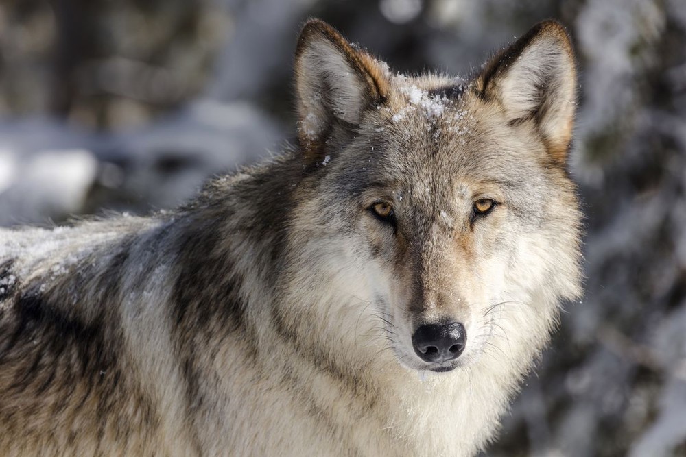 Sói xám (Canis lupus lupus) dài 0,9-1,6 mét, là tổ tiên của chó nhà. Loài  chó hoang dã dễ thích nghi này có vùng phân bố trải rộng hầu khắp Bắc bán cầu. Chúng có tiếng hú đặc trưng và tập tính săn mồi bầy đàn rất đáng sợ.