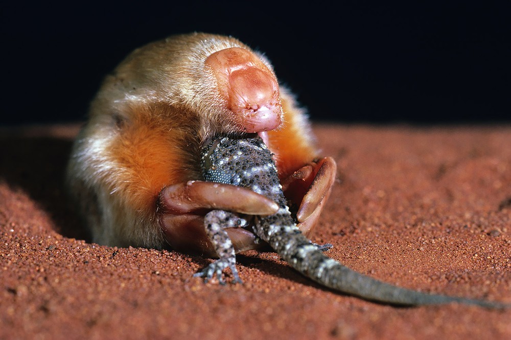 Chuột chũi túi Nam Úc (Notoryctes typhlops) dài 13-14 cm, là loài  thú có túi chuyên đào hang trong sa mạc và đồng cỏ ở Trung Australia. Chúng có chân ngắn, móng vuốt lớn và mũi có tấm sừng để đào bới. Chúng không có tai ngoài và mắt hầu như mù.