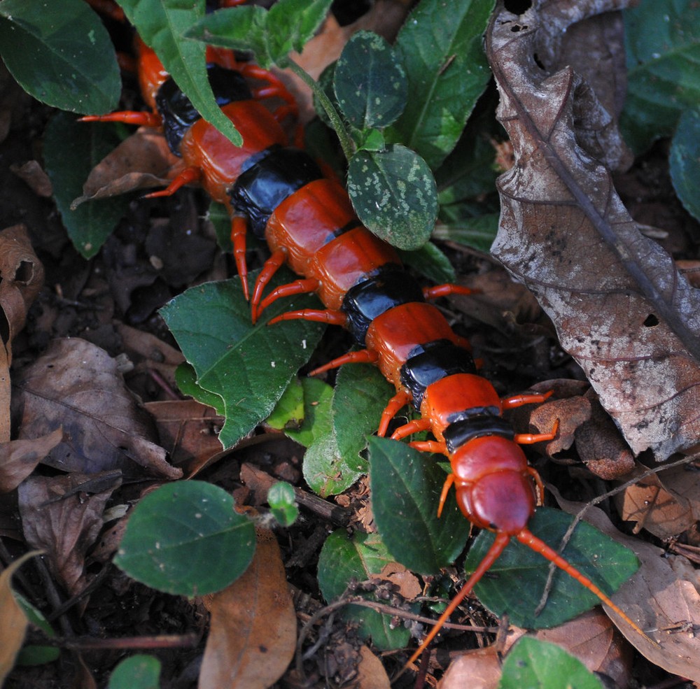 Rết hổ lớn (Scolopendra hardwickei) dài 20-25 cm, phân bố ở Ấn Độ. Như các loài rết khổng lồ thuộc chi Scolopendra khác, màu sắc rực rỡ của loài  động vật nhiều chân này là sự cảnh báo về nọc độc mạnh của chúng.