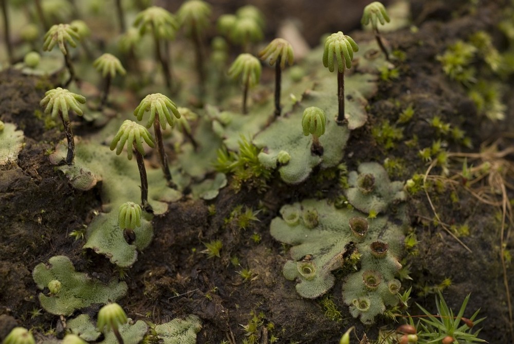  Rêu tản thưởng hay cây địa tiền (Marchantia polymorpha) xuất hiện rộng rãi trong vườn và các sinh cảnh ấm ướt. Vào mùa xuân - hè, loài rêu tản này sản sinh những cấu trúc tạo bào tử trông như cái lọng.