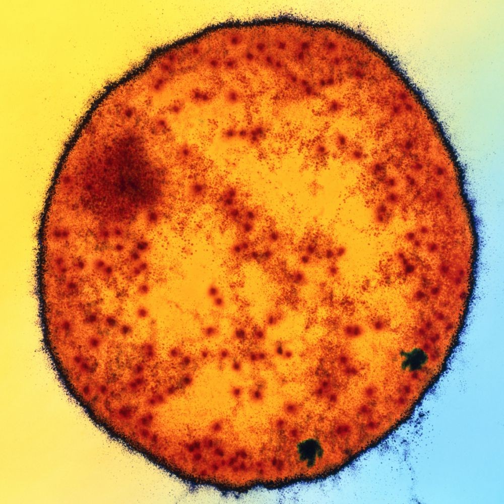 Cổ khuẩn Methanococcoides burtonii có đường kính 1,2 µm (1 µm = 0,001 mm), tồn tại ở đáy hồ Ace Nam Cực, trong điều kiện không có ôxy và nhiệt độ trung bình 0,6 độ C. Loài  sinh vật nhân sơ này sản sinh ra khí mêtan.